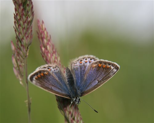 Common blue butterfly